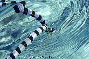 Sea snake, Bunaken islands,In by Hans-Gert Broeder 